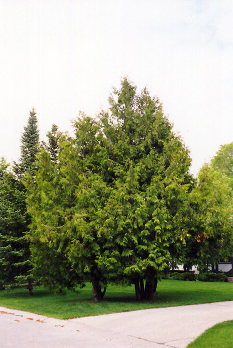 Arborvitae (Thuja occidentalis) at Colonial Gardens