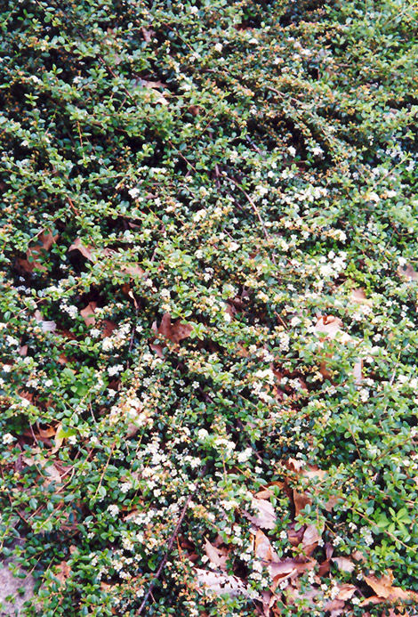 Spreading Cotoneaster (Cotoneaster divaricatus) at Colonial Gardens