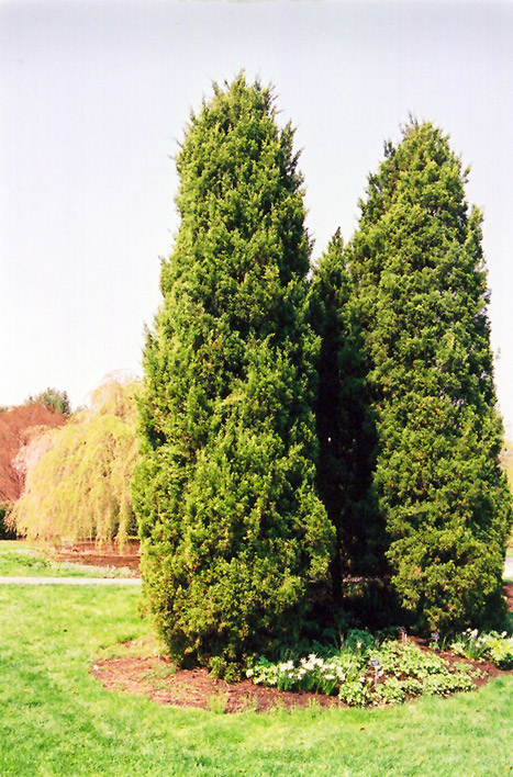 Eastern Redcedar (Juniperus virginiana) at Colonial Gardens