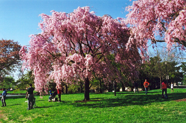 Pink Weeping Higan Cherry (Prunus subhirtella 'Pendula Rosea') at Colonial Gardens