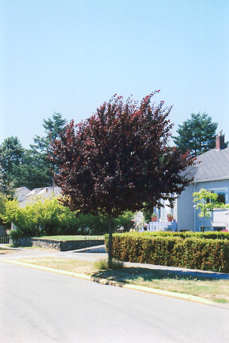 Newport Plum (Prunus cerasifera 'Newport') at Colonial Gardens