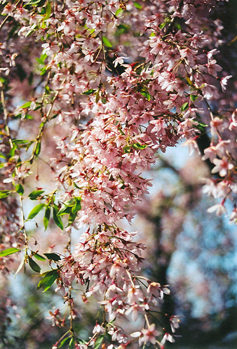 Pink Weeping Higan Cherry (Prunus subhirtella 'Pendula Rosea') at Colonial Gardens
