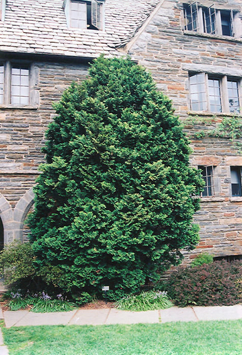 Compact Hinoki Falsecypress (Chamaecyparis obtusa 'Compacta') at Colonial Gardens