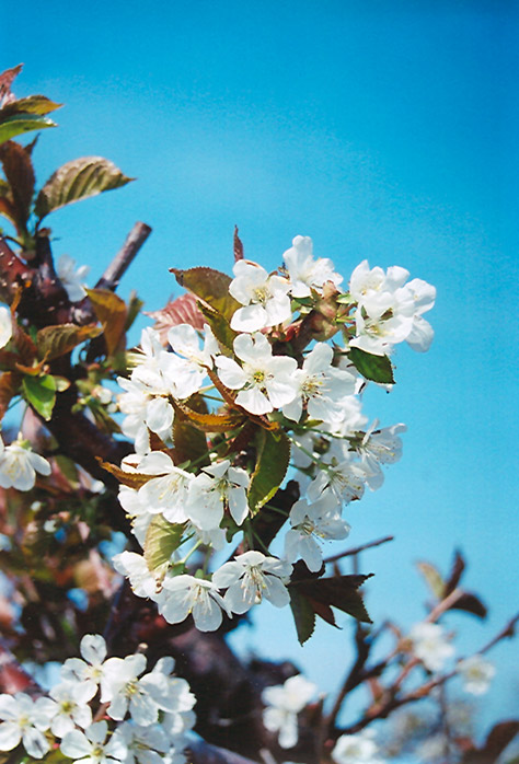 Bing Cherry (Prunus avium 'Bing') at Colonial Gardens