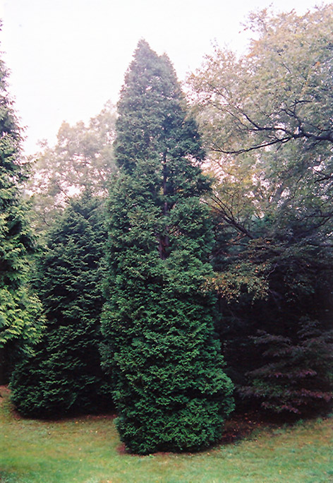 Hetz Wintergreen Arborvitae (Thuja occidentalis 'Hetz Wintergreen') at Colonial Gardens