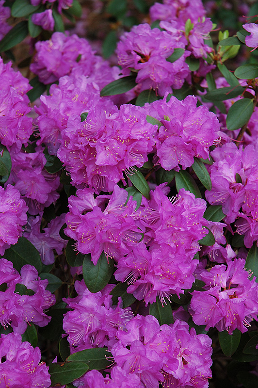 Compact P.J.M. Rhododendron (Rhododendron 'P.J.M. Compact') at Colonial Gardens
