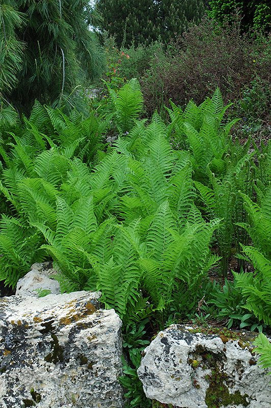 Ostrich Fern (Matteuccia struthiopteris) at Colonial Gardens