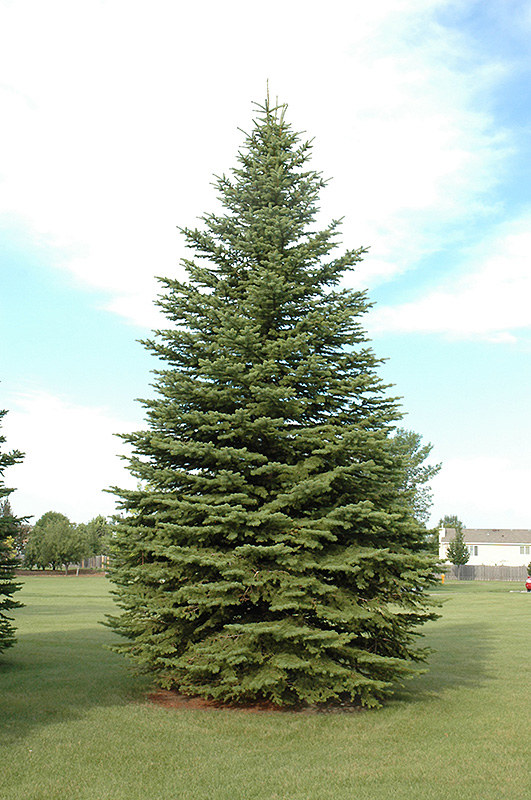 Colorado Spruce (Picea pungens) at Colonial Gardens