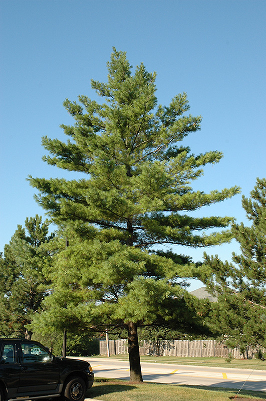 White Pine (Pinus strobus) at Colonial Gardens
