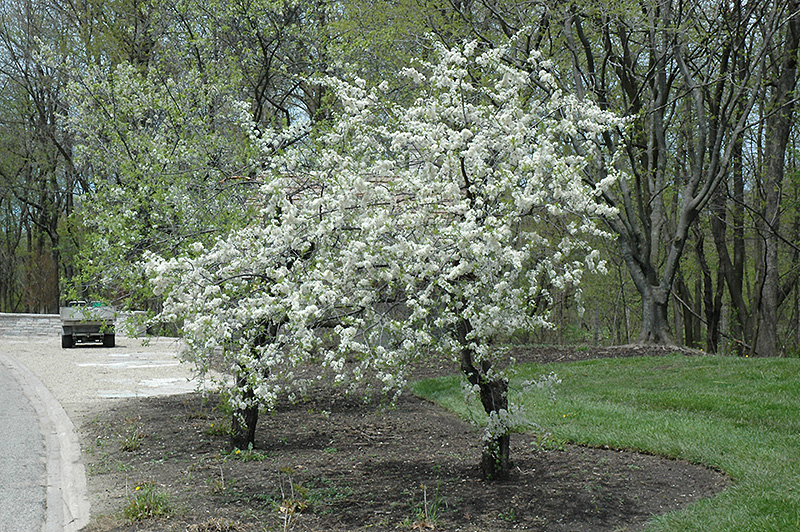 American Plum (Prunus americana) at Colonial Gardens