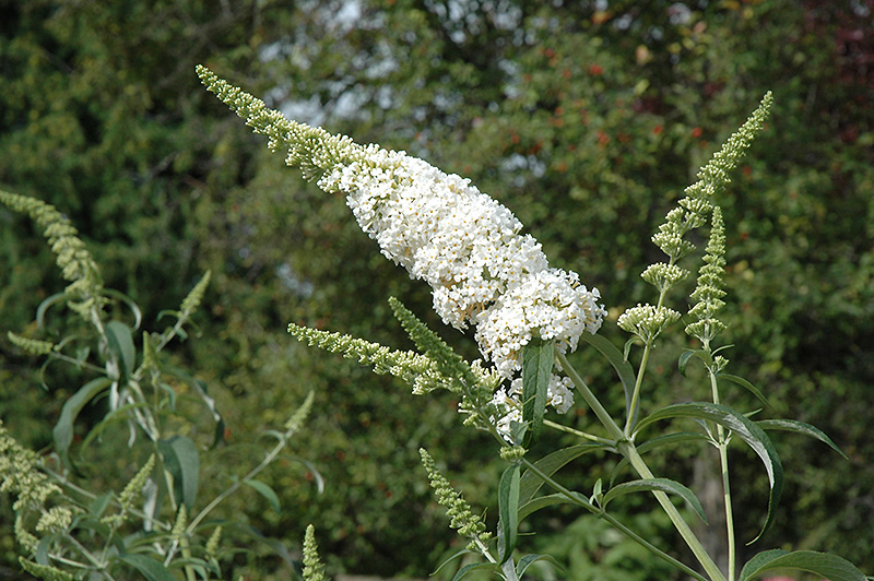 White Profusion Butterfly Bush (Buddleia davidii 'White Profusion') at Colonial Gardens