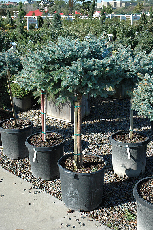 Globe Blue Spruce (tree form) (Picea pungens 'Globosa (tree form)') at Colonial Gardens