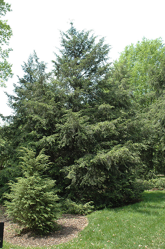 Canadian Hemlock (Tsuga canadensis) at Colonial Gardens
