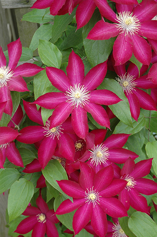Bourbon Clematis (Clematis 'Bourbon') at Colonial Gardens