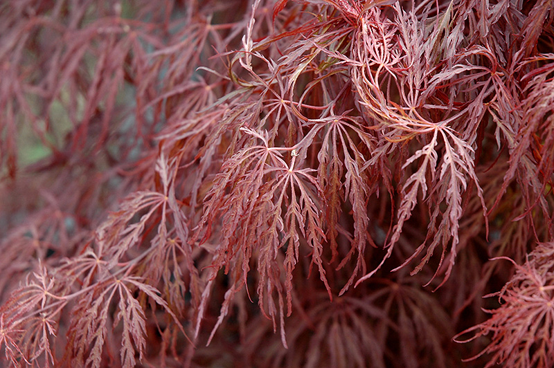 Crimson Queen Japanese Maple (Acer palmatum 'Crimson Queen') at Colonial Gardens