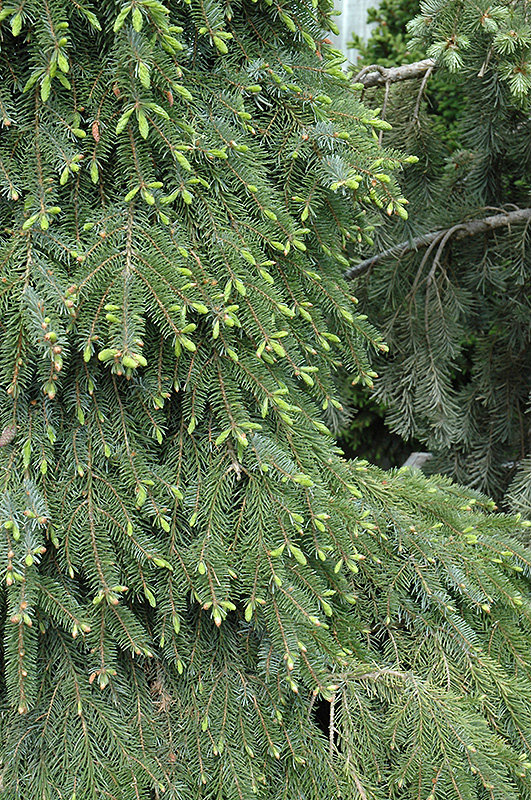 Bruns Weeping Spruce (Picea omorika 'Pendula Bruns') at Colonial Gardens