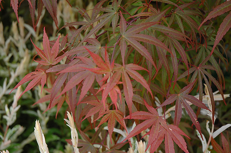 Dwarf Red Pygmy Japanese Maple (Acer palmatum 'Red Pygmy') at Colonial Gardens