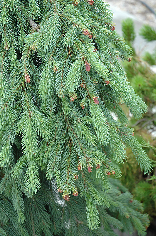 Weeping White Spruce (Picea glauca 'Pendula') at Colonial Gardens