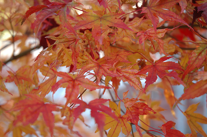 Butterfly Variegated Japanese Maple (Acer palmatum 'Butterfly') at Colonial Gardens