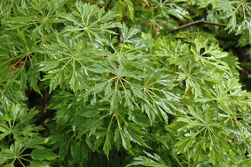 Green Cascade Maple (Acer japonicum 'Green Cascade') at Colonial Gardens