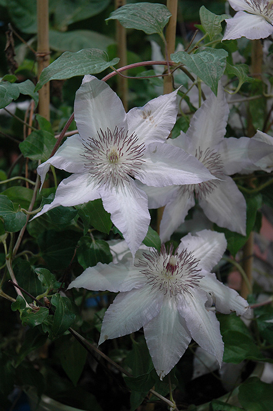 Claire De Lune Clematis (Clematis 'Claire De Lune') at Colonial Gardens