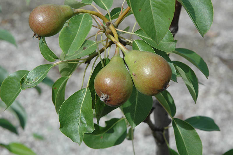 Moonglow Pear (Pyrus communis 'Moonglow') at Colonial Gardens
