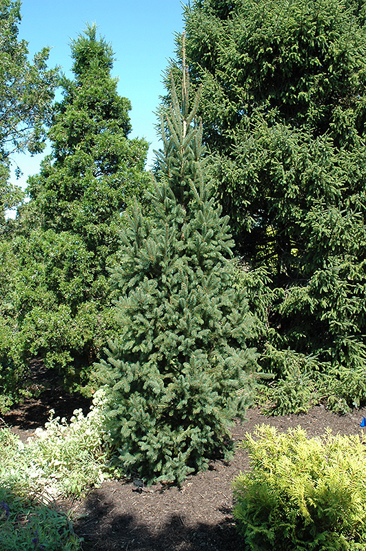 Columnar Norway Spruce (Picea abies 'Cupressina') at Colonial Gardens