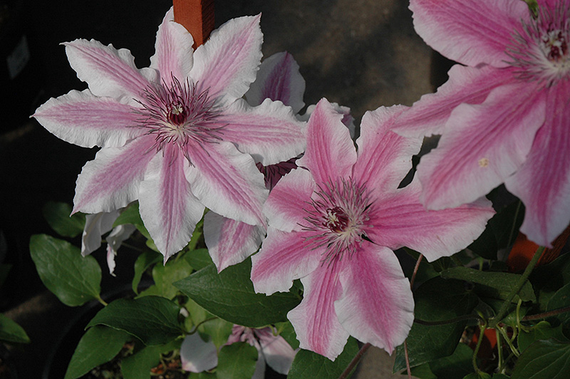 Carnaby Clematis (Clematis 'Carnaby') at Colonial Gardens