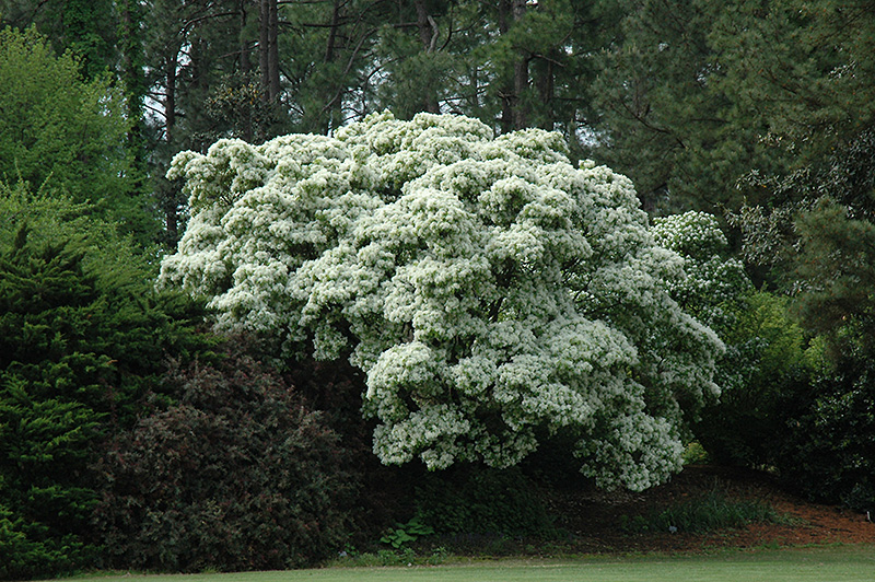 Chinese Fringetree (Chionanthus retusus) at Colonial Gardens