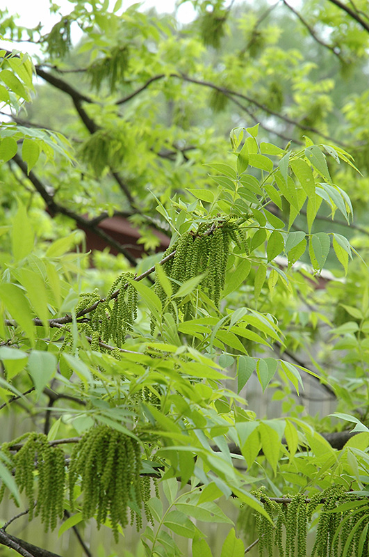 Pecan (Carya illinoinensis) at Colonial Gardens