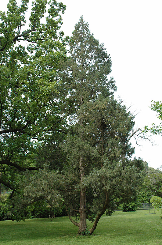 Keteleer Juniper (Juniperus chinensis 'Keteleeri') at Colonial Gardens