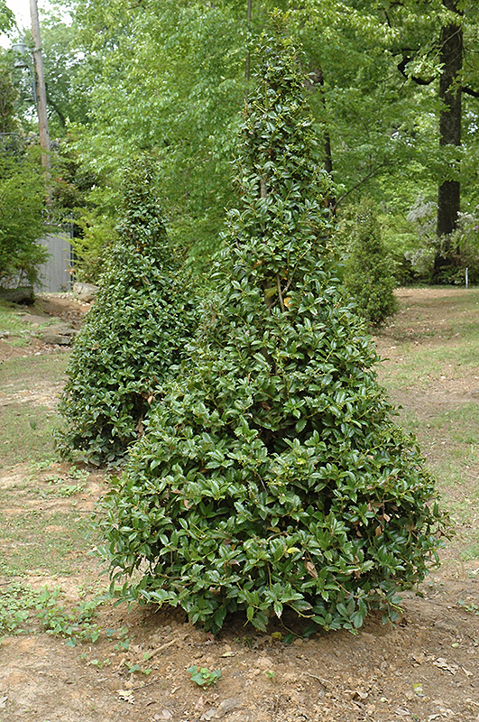 Castle Spire Meserve Holly (Ilex x meserveae 'Hachfee') at Colonial Gardens