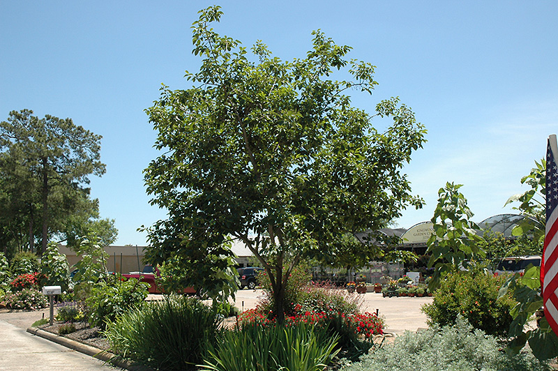 Common Persimmon (Diospyros virginiana) at Colonial Gardens