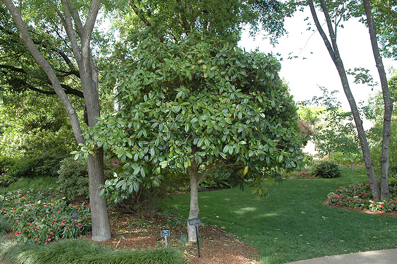 Lusterleaf Holly (Ilex latifolia) at Colonial Gardens