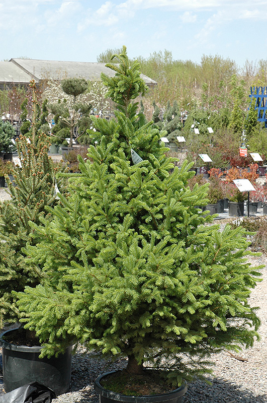 North Star Spruce (Picea glauca 'North Star') at Colonial Gardens