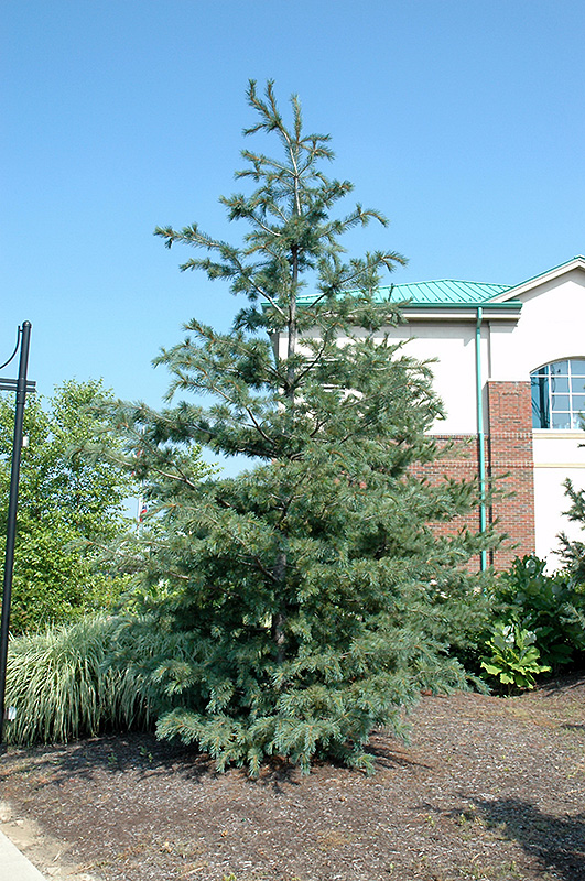 Southwestern White Pine (Pinus strobiformis) at Colonial Gardens