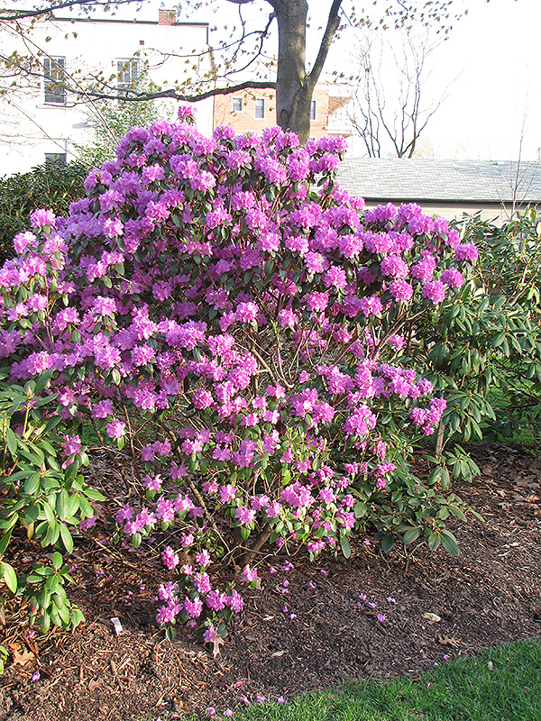 P.J.M. Regal Rhododendron (Rhododendron 'P.J.M. Regal') at Colonial Gardens