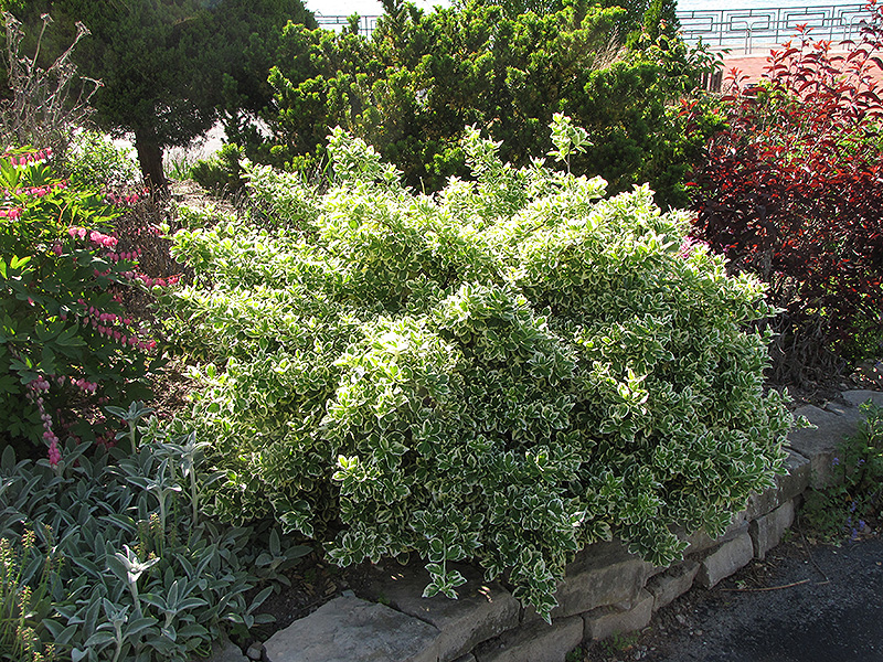 Emerald Gaiety Wintercreeper (Euonymus fortunei 'Emerald Gaiety') at Colonial Gardens