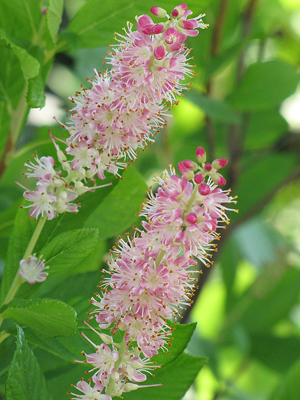 Ruby Spice Summersweet (Clethra alnifolia 'Ruby Spice') at Colonial Gardens