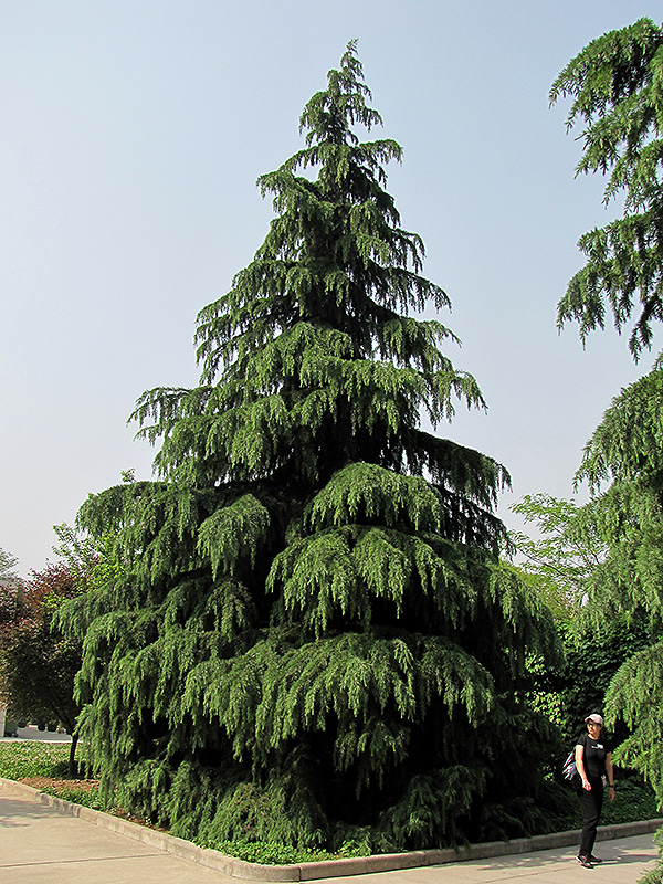 Kashmir Deodar Cedar (Cedrus deodara 'Kashmir') at Colonial Gardens