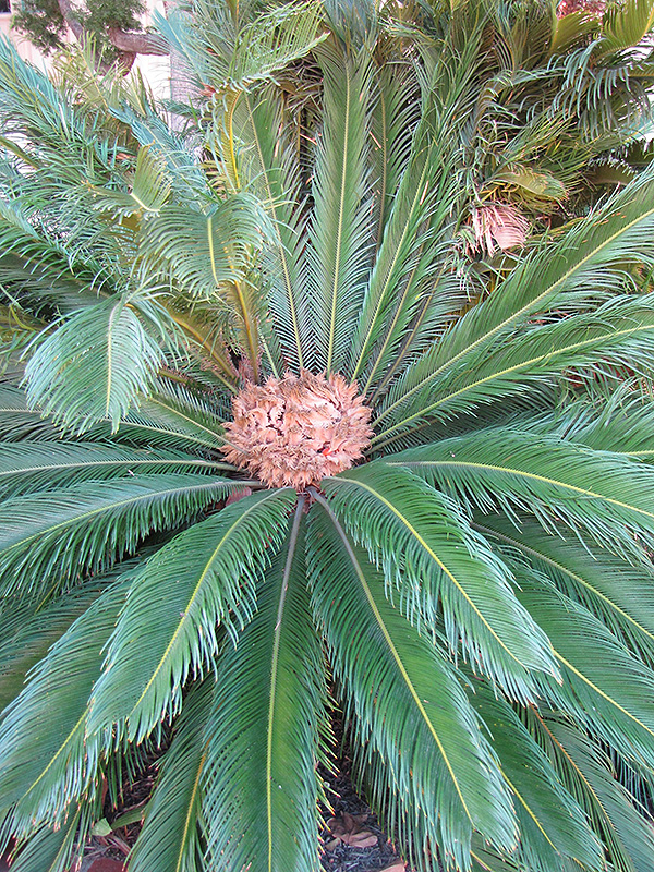 Japanese Sago Palm (Cycas revoluta) at Colonial Gardens