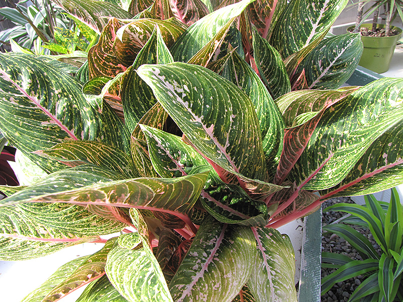 Pink Sapphire Chinese Evergreen Aglaonema Pink Sapphire In Blue Springs Missouri Mo At Colonial Gardens,Accent Wall Ideas For Kitchen