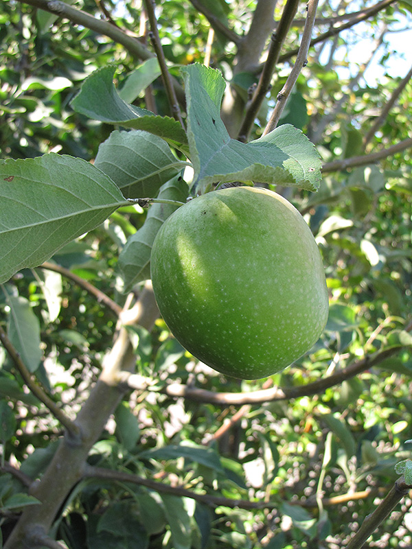 Granny Smith Apple (Malus 'Granny Smith') at Colonial Gardens