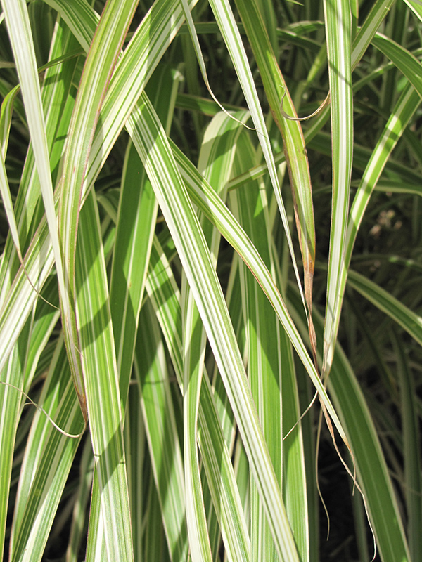 Morning Light Maiden Grass (Miscanthus sinensis 'Morning Light') at Colonial Gardens