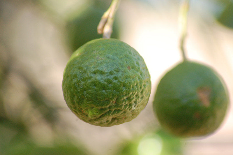Kaffir Lime (Citrus hystrix) at Colonial Gardens
