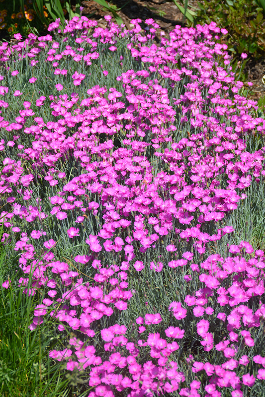 Firewitch Pinks (Dianthus gratianopolitanus 'Firewitch') at Colonial Gardens