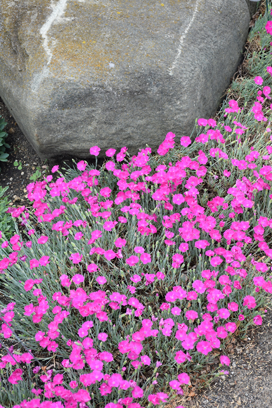 Firewitch Pinks (Dianthus gratianopolitanus 'Firewitch') at Colonial Gardens