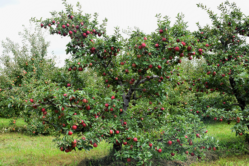 Red Delicious Apple (Malus 'Red Delicious') at Colonial Gardens