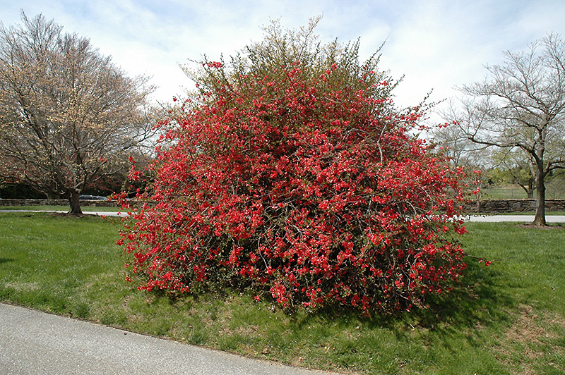 Texas Scarlet Flowering Quince (Chaenomeles speciosa 'Texas Scarlet') at Colonial Gardens