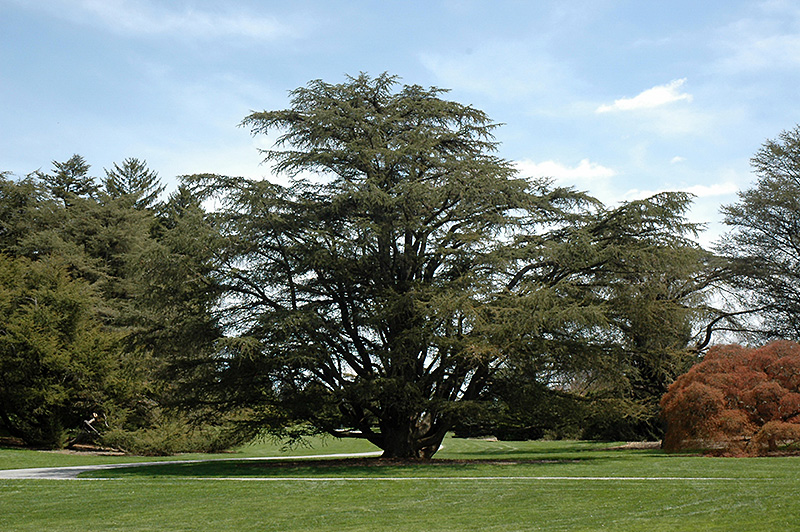 Atlas Cedar (Cedrus atlantica) at Colonial Gardens